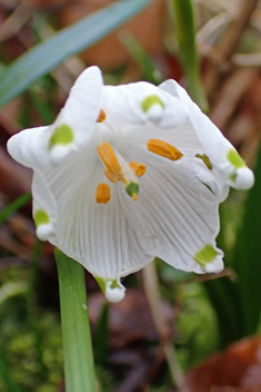 Spring Snowflake