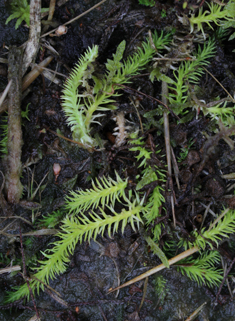 Marsh Clubmoss