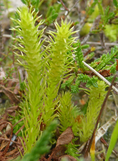 Marsh Clubmoss