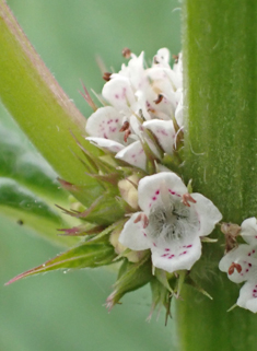 Gypsywort