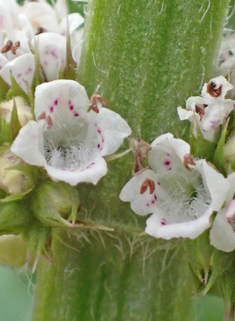 Gypsywort