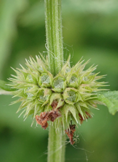 Gypsywort