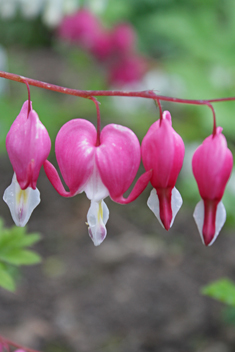 Asian Bleeding-heart