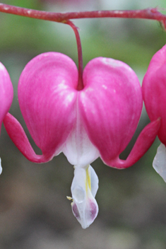 Asian Bleeding-heart