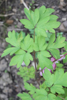 Asian Bleeding-heart