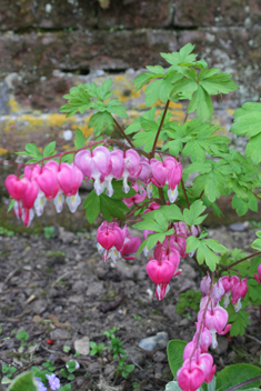 Asian Bleeding-heart