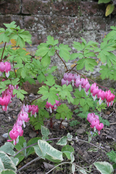 Asian Bleeding-heart