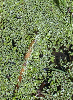 Common Duckweed