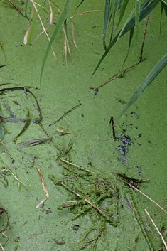 Least Duckweed