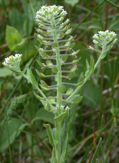 Field Pepperwort