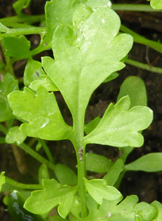 Cultivated Cress