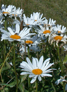 types of white daisy