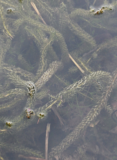 Curly Waterweed