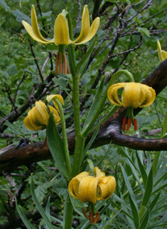 Pyrenean Lily
