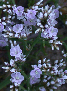 Matted Sea-lavender