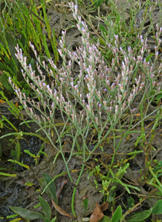 Lax-flowered Sea-lavender
