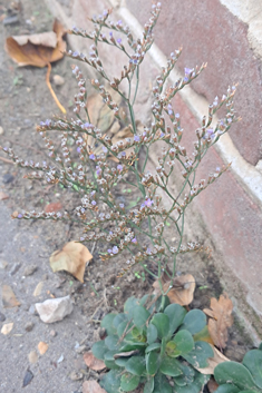Sicilian Sea-lavender