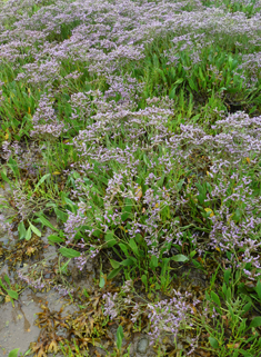 Neuman's Sea-lavender