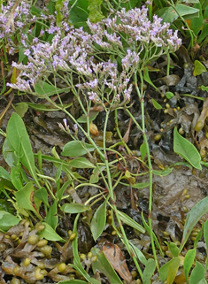 Neuman's Sea-lavender
