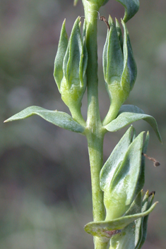Balkan Toadflax