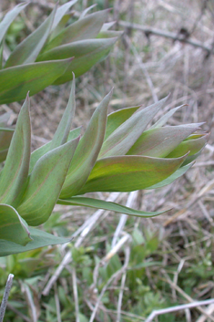 Balkan Toadflax