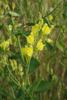 Balkan Toadflax