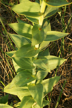 Balkan Toadflax