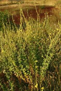 Balkan Toadflax