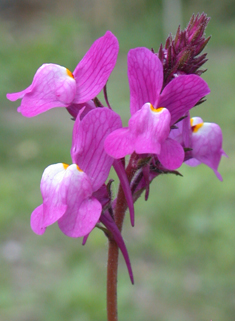 Moroccan Toadflax