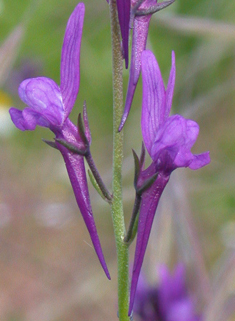 Jersey Toadflax