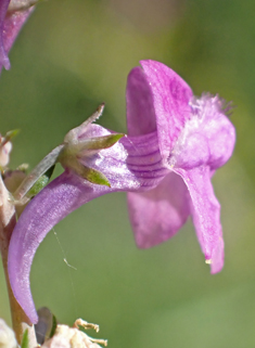 Purple Toadflax