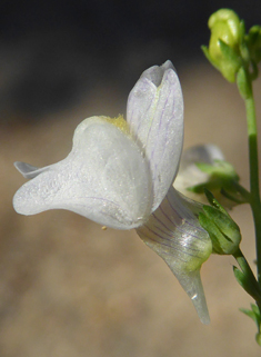 Pale Toadflax
