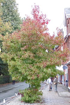 American Sweetgum