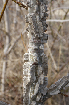 American Sweetgum