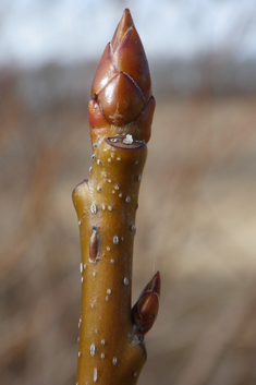 American Sweetgum