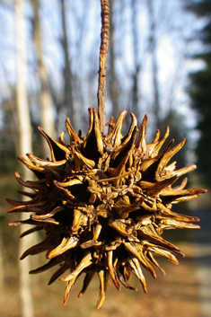 American Sweetgum