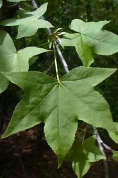 American Sweetgum