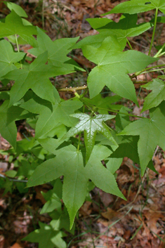 American Sweetgum