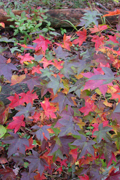 American Sweetgum