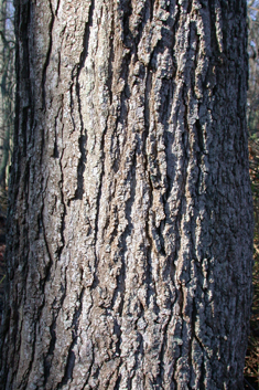 American Sweetgum