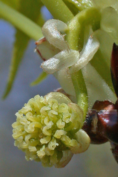 American Sweetgum