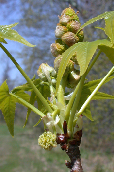 American Sweetgum