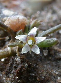 Common Mudwort