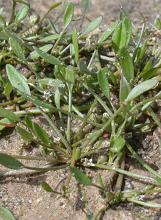 Common Mudwort