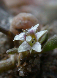 Common Mudwort