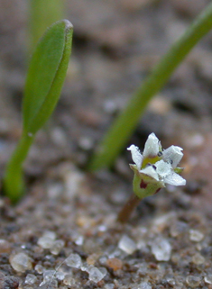 Common Mudwort