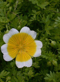 Common Meadow-foam