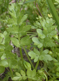 Common Meadow-foam