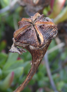 Sickle-leaved Dewplant