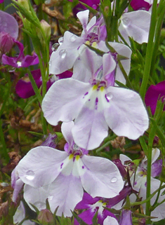 Fairy Lobelia